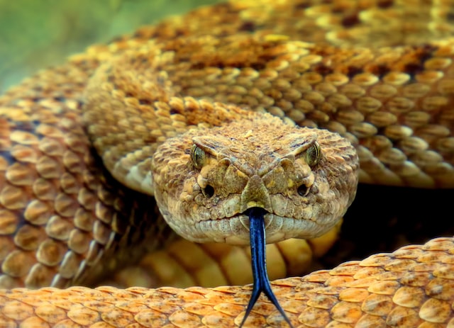 Rattlesnake-danger-to-plans.jpg